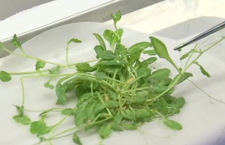 我國首次在軌完成水稻全生命周期培養(yǎng) 如何在太空達成水稻全生命周期培養(yǎng)？