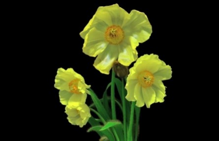 物種故事|綠絨蒿：極具吸引力的“荒野麗人”