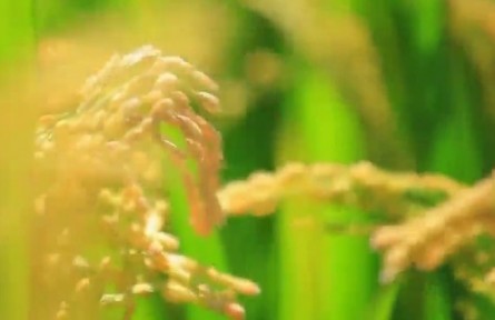 吉林：黑土地上氣象新 扛穩(wěn)扛牢糧食安全重任