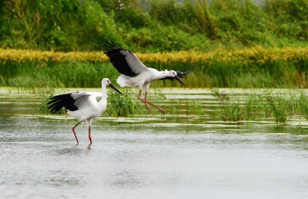 物種故事 | 東方白鸛：體態(tài)優(yōu)美的“鳥界國(guó)寶”