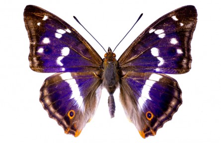 物種故事 | 紫閃蛺蝶：幼蟲會(huì)“變色”的蝴蝶