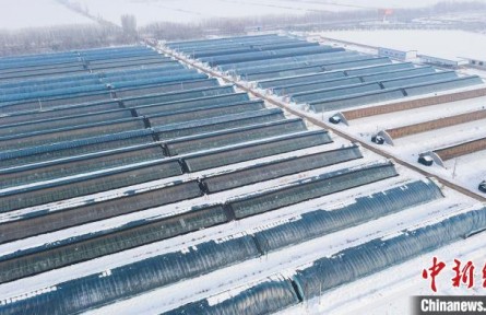 新疆兵團(tuán)：設(shè)施大棚里奏響冬日“增收曲”