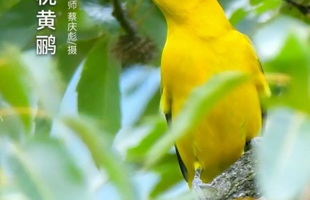物種故事 | 黑枕黃鸝：雀形目顏值擔當 農(nóng)林業(yè)食蟲益鳥