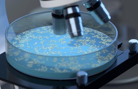 科技名詞 | 霉菌  mold，mould