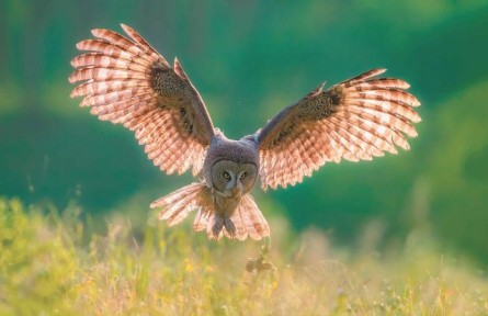 物種故事 | 烏林鸮：森林“大眼萌” 神秘“夜行俠”
