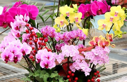 美不勝收！探訪河南鄭州這個蝴蝶蘭培育基地