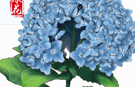 物種故事 | 繡球花：一花開出百花風采，“花團錦簇”非我莫屬