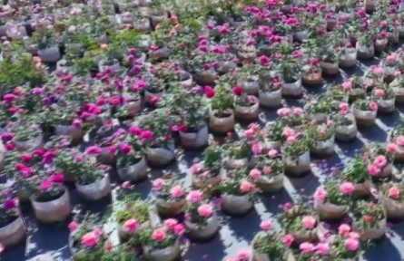 “種花家”的月季種子夢(mèng)