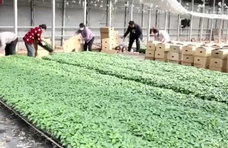山東菏澤：搶抓育苗有利時機 為豐收打好基礎