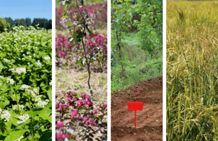 北京平谷：15個“博士”農(nóng)場落地峪口，加快農(nóng)業(yè)升級助力鄉(xiāng)村振興