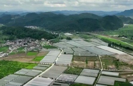 【一線調(diào)研】“飛”出大山的豌豆尖