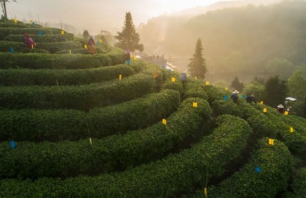 讓“中國好茶”香飄四方——中國傳統(tǒng)制茶技藝及其相關(guān)習(xí)俗保護(hù)漫談