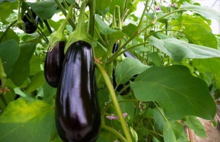 為什么早春茄子只開花不結(jié)果？