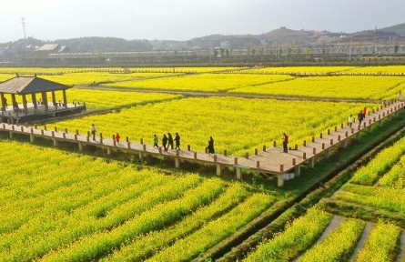 我國油菜籽生產(chǎn)與貿(mào)易知多少？