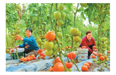 拎穩(wěn)“菜籃子”，給設(shè)施農(nóng)業(yè)升級