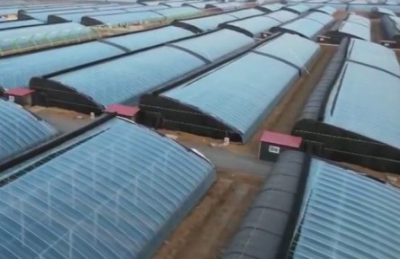 山東：推動人才要素參與鄉(xiāng)村振興 加快建設現(xiàn)代農業(yè)強省