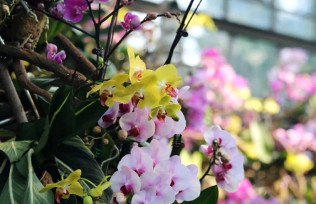 物種故事 | 蘭花：悠悠蘭草香，謙謙君子心