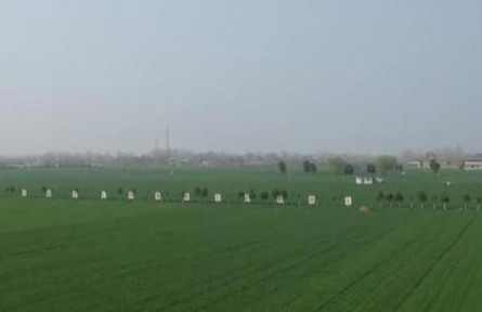 一粒小麥良種 支撐糧食增產大圖景