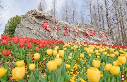 花海盛宴！近百萬(wàn)株郁金香在上海崇明這個(gè)公園盛放