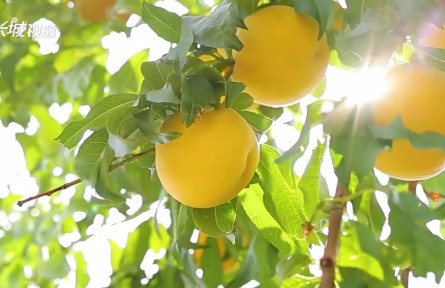 “新農人”牛童：海歸“慧”種桃