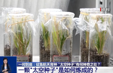 航天育種實(shí)驗(yàn)如何開展？“上天入地”的“太空種子”這樣煉成