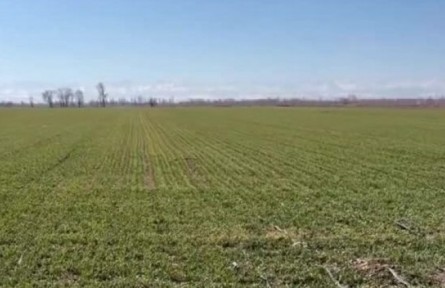 新疆兵團：冬小麥返青見綠 農技專家當好“服務員”