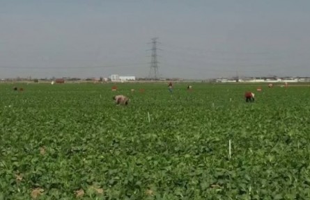 河南新鄭：新鮮蔬菜供港忙