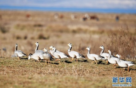 物種故事 | 斑頭雁：何以飛越喜馬拉雅？