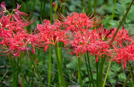 辟謠 | 野菜＝綠色食品？這些野菜食用的“坑”別再踩了！