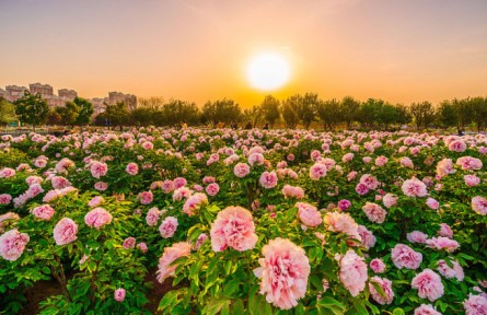 賞牡丹、品牡丹、唱牡丹……山東菏澤進(jìn)入“牡丹時(shí)刻”！