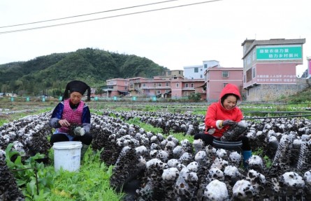 貴州黔南州：“三模式”推動林下經濟復合經營助農增收