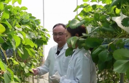 “新農人”韓永超：專注“莓”煩惱