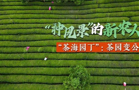 “種風景”的新農人徐姍姍：茶山變金山，茶園變公園
