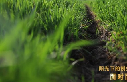 “新農人”孫振中、魏巧夫婦：陽光下的創(chuàng)業(yè)