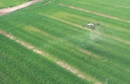 河北：搶抓農時精細管理 3354萬畝小麥長勢良好