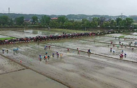 農耕樂 賽插秧！長沙寧鄉(xiāng)灰湯舉辦第二屆農耕民俗文化節(jié)