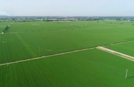 航天小麥品種大面積推廣 實現(xiàn)穩(wěn)產高產