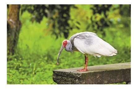 浙江杭州：“東方寶石”朱鹮來安家啦！西溪濕地朱鹮回歸試驗(yàn)獲階段性成果