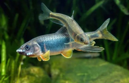 跑現(xiàn)場(chǎng)重調(diào)研，從一條小魚(yú)做出生態(tài)保護(hù)大文章