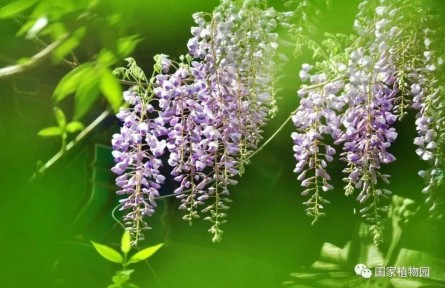 物種故事 | 紫藤：密葉隱歌鳥(niǎo)，香風(fēng)留美人