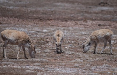 “高原精靈”藏羚羊年度遷徙產(chǎn)崽季開(kāi)啟