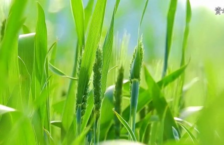 科普短視頻創(chuàng)作聯(lián)合行動(dòng)|問(wèn)渠那得清如許，方寸之間活水來(lái)