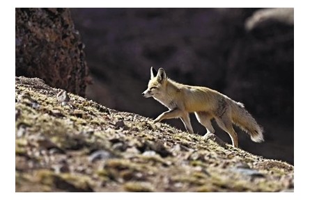 想去三江源國(guó)家公園？先考試！