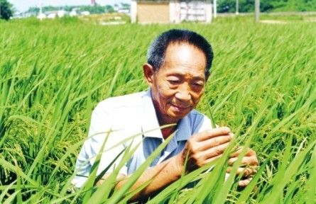 守望世紀(jì)糧倉(cāng)——寫(xiě)在袁隆平院士逝世兩周年之際