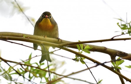 物種故事 | 紅嘴相思鳥(niǎo)：鳴聲幽雅的“愛(ài)情鳥(niǎo)”