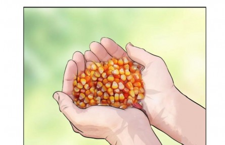 手繪漫畫《向未來(lái)》：玉米育種專家程相文與南繁的一見(jiàn)“種”情