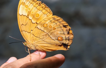 云南金平：近億只蝴蝶集中羽化成蝶 場(chǎng)面壯觀(guān)