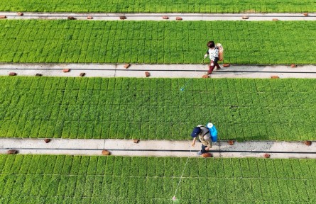 江蘇泗洪：規(guī)模育秧助增收