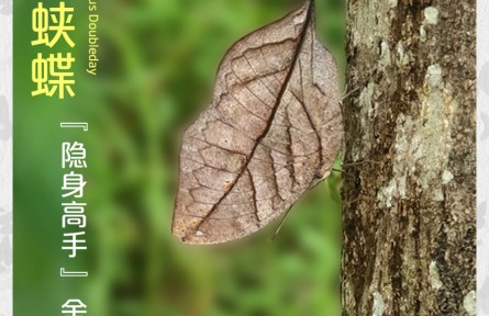 物種故事 | 枯葉蛺蝶：“隱身高手” 舍我其誰(shuí)