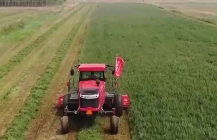 山東無棣：紫花苜蓿收獲 探索鹽堿地改良新路徑